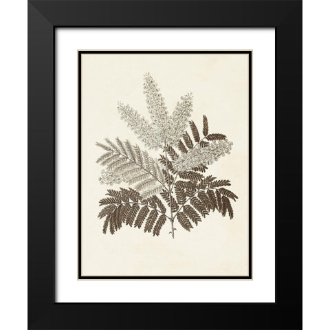 Sepia Botanicals VIII Black Modern Wood Framed Art Print with Double Matting by Vision Studio