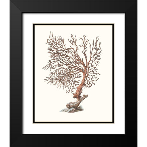 Terra Cotta Coral I Black Modern Wood Framed Art Print with Double Matting by Unknown
