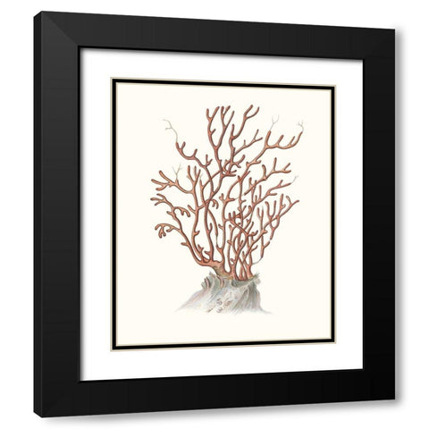 Terra Cotta Coral II Black Modern Wood Framed Art Print with Double Matting by Unknown