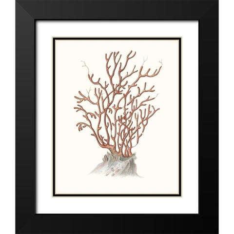 Terra Cotta Coral II Black Modern Wood Framed Art Print with Double Matting by Unknown