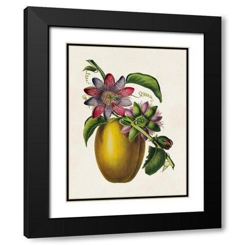 Fruit of the Tropics II Black Modern Wood Framed Art Print with Double Matting by Unknown