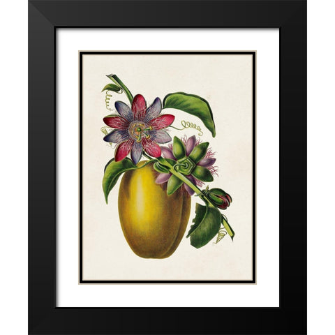 Fruit of the Tropics II Black Modern Wood Framed Art Print with Double Matting by Unknown