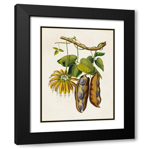 Fruit of the Tropics III Black Modern Wood Framed Art Print with Double Matting by Unknown