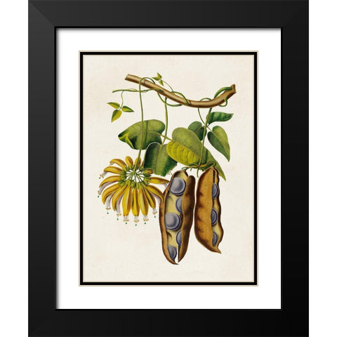 Fruit of the Tropics III Black Modern Wood Framed Art Print with Double Matting by Unknown