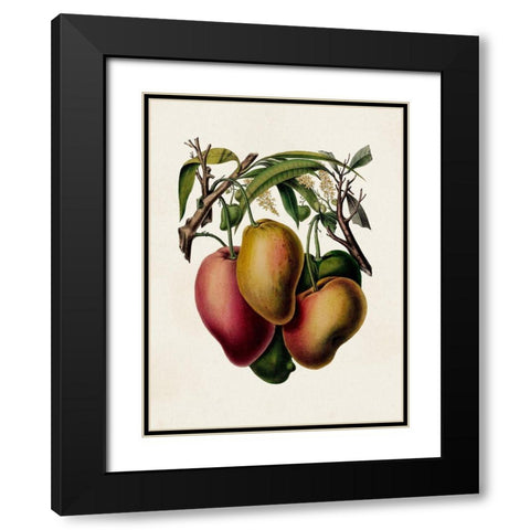 Fruit of the Tropics V Black Modern Wood Framed Art Print with Double Matting by Unknown
