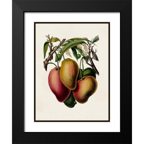 Fruit of the Tropics V Black Modern Wood Framed Art Print with Double Matting by Unknown
