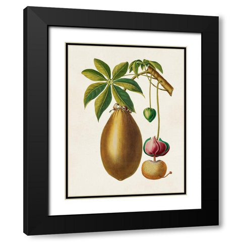 Fruit of the Tropics VII Black Modern Wood Framed Art Print with Double Matting by Unknown