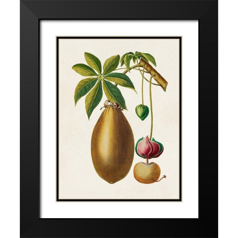 Fruit of the Tropics VII Black Modern Wood Framed Art Print with Double Matting by Unknown