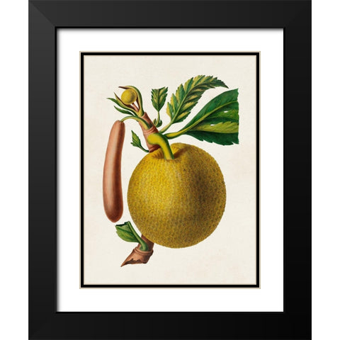 Fruit of the Tropics VIII Black Modern Wood Framed Art Print with Double Matting by Unknown