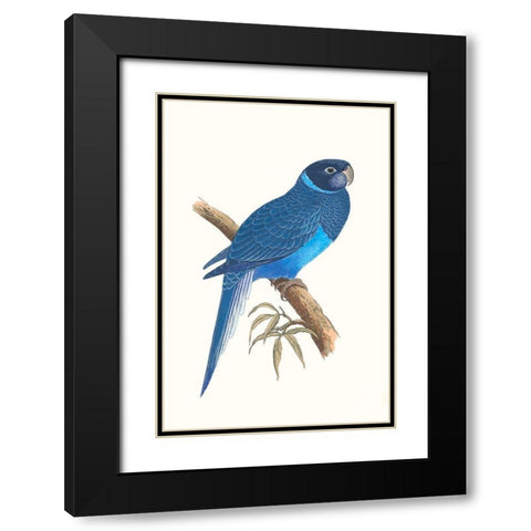 Blue Parrots I Black Modern Wood Framed Art Print with Double Matting by Vision Studio