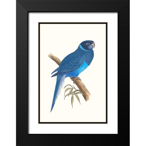 Blue Parrots I Black Modern Wood Framed Art Print with Double Matting by Vision Studio