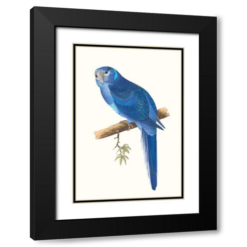 Blue Parrots II Black Modern Wood Framed Art Print with Double Matting by Vision Studio