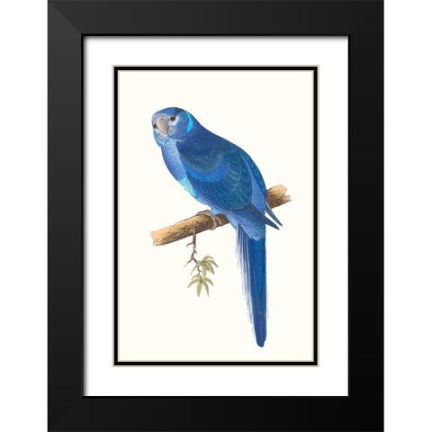 Blue Parrots II Black Modern Wood Framed Art Print with Double Matting by Vision Studio