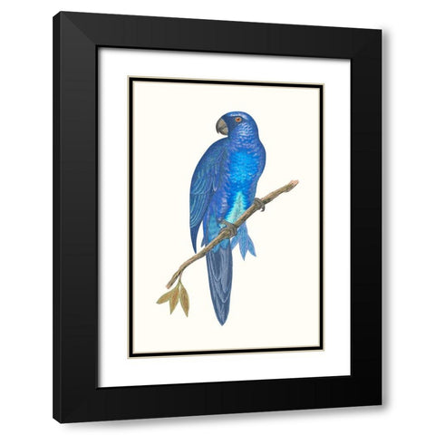 Blue Parrots III Black Modern Wood Framed Art Print with Double Matting by Vision Studio