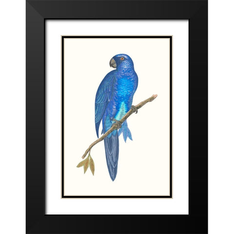 Blue Parrots III Black Modern Wood Framed Art Print with Double Matting by Vision Studio