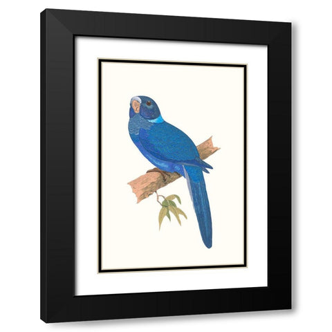 Blue Parrots IV Black Modern Wood Framed Art Print with Double Matting by Vision Studio