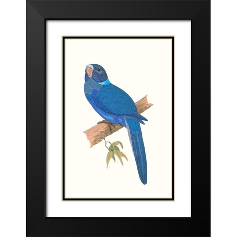 Blue Parrots IV Black Modern Wood Framed Art Print with Double Matting by Vision Studio