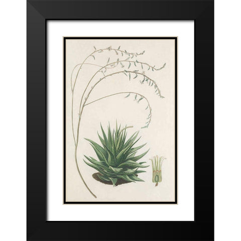 Agave Plant II Black Modern Wood Framed Art Print with Double Matting by Unknown