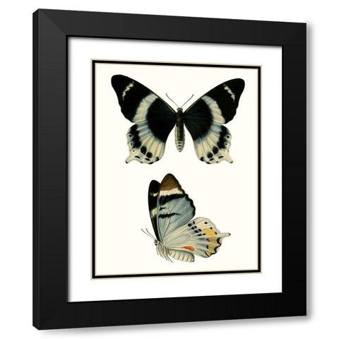 Antique Blue Butterflies I Black Modern Wood Framed Art Print with Double Matting by Vision Studio