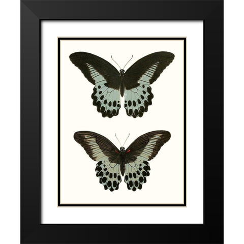 Antique Blue Butterflies II Black Modern Wood Framed Art Print with Double Matting by Vision Studio