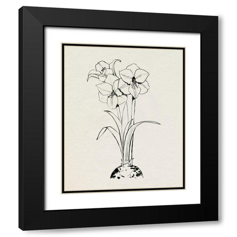 Christmas Amaryllis II Black Modern Wood Framed Art Print with Double Matting by Popp, Grace