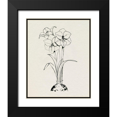 Christmas Amaryllis II Black Modern Wood Framed Art Print with Double Matting by Popp, Grace