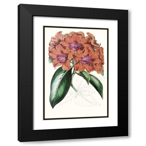 Paxton Tropicals I Black Modern Wood Framed Art Print with Double Matting by Paxton