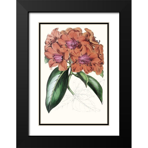 Paxton Tropicals I Black Modern Wood Framed Art Print with Double Matting by Paxton