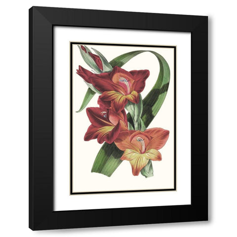 Paxton Tropicals II Black Modern Wood Framed Art Print with Double Matting by Paxton