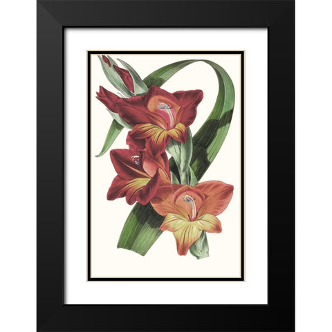 Paxton Tropicals II Black Modern Wood Framed Art Print with Double Matting by Paxton