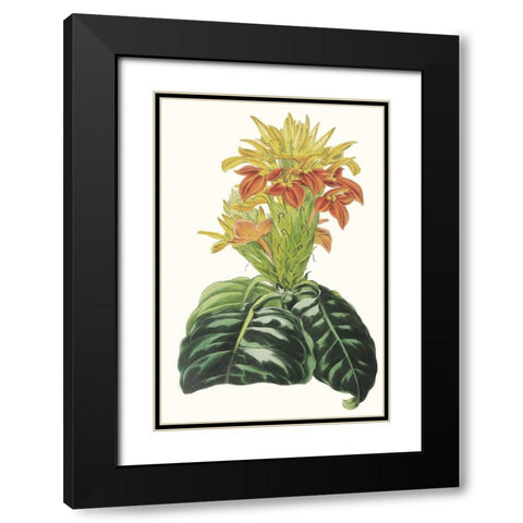 Paxton Tropicals III Black Modern Wood Framed Art Print with Double Matting by Paxton