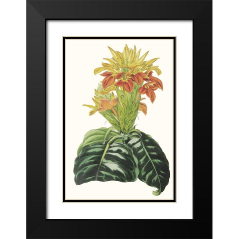 Paxton Tropicals III Black Modern Wood Framed Art Print with Double Matting by Paxton