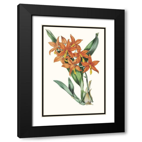 Paxton Tropicals IV Black Modern Wood Framed Art Print with Double Matting by Paxton