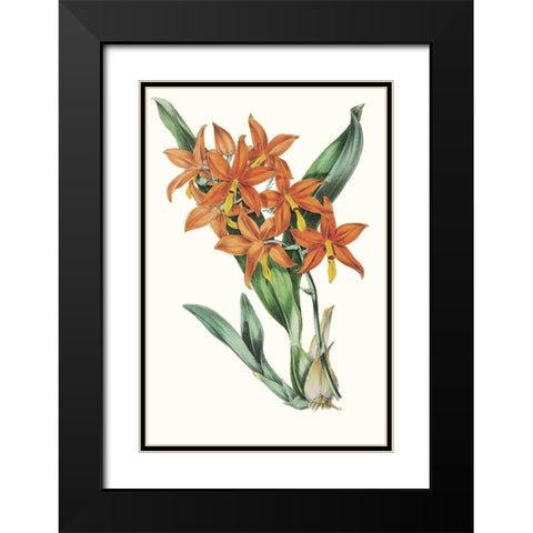 Paxton Tropicals IV Black Modern Wood Framed Art Print with Double Matting by Paxton