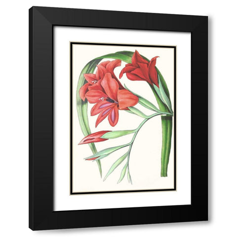 Paxton Tropicals V Black Modern Wood Framed Art Print with Double Matting by Paxton