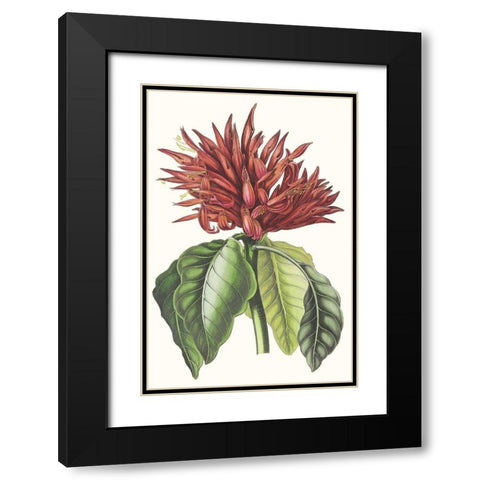 Paxton Tropicals VI Black Modern Wood Framed Art Print with Double Matting by Paxton