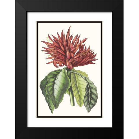 Paxton Tropicals VI Black Modern Wood Framed Art Print with Double Matting by Paxton