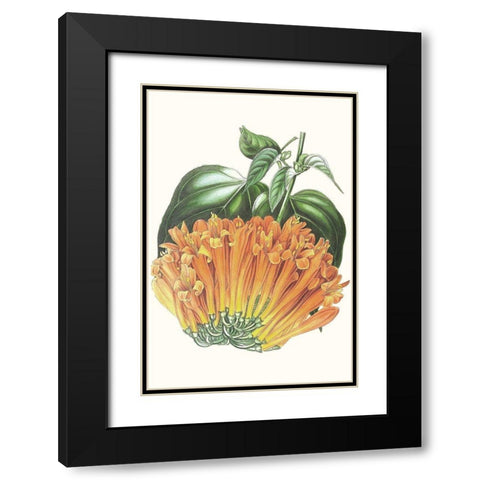 Paxton Tropicals VII Black Modern Wood Framed Art Print with Double Matting by Paxton