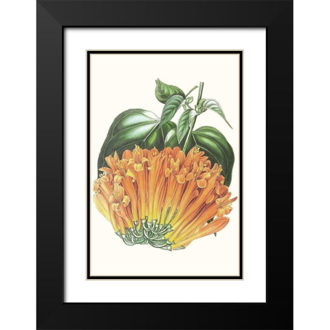 Paxton Tropicals VII Black Modern Wood Framed Art Print with Double Matting by Paxton