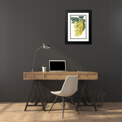 Paxton Tropicals VIII Black Modern Wood Framed Art Print with Double Matting by Paxton