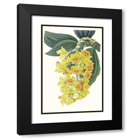 Paxton Tropicals VIII Black Modern Wood Framed Art Print with Double Matting by Paxton