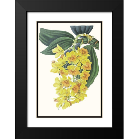 Paxton Tropicals VIII Black Modern Wood Framed Art Print with Double Matting by Paxton