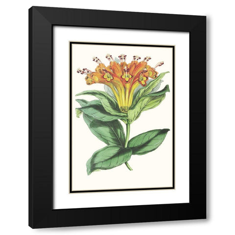Paxton Tropicals IX Black Modern Wood Framed Art Print with Double Matting by Paxton