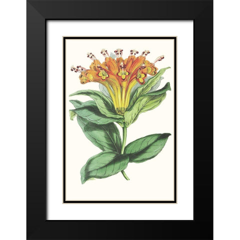Paxton Tropicals IX Black Modern Wood Framed Art Print with Double Matting by Paxton
