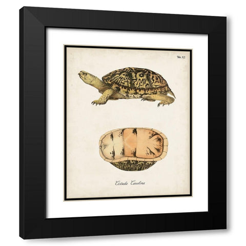 Antique Turtles And Shells V Black Modern Wood Framed Art Print with Double Matting by Unknown