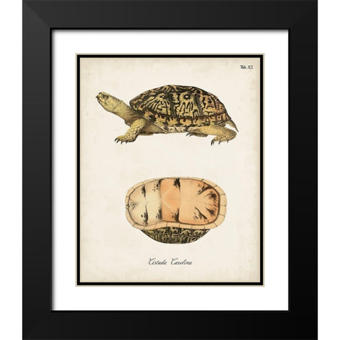 Antique Turtles And Shells V Black Modern Wood Framed Art Print with Double Matting by Unknown