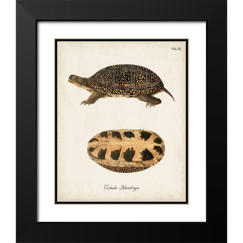 Antique Turtles And Shells VI Black Modern Wood Framed Art Print with Double Matting by Unknown