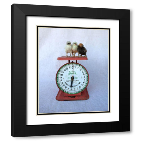 Chicks on Red Scale Black Modern Wood Framed Art Print with Double Matting by Soderman, Tania