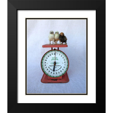 Chicks on Red Scale Black Modern Wood Framed Art Print with Double Matting by Soderman, Tania