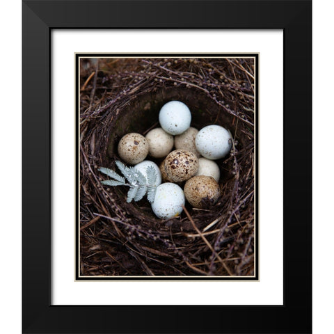Winter Nest Detail I Black Modern Wood Framed Art Print with Double Matting by Soderman, Tania